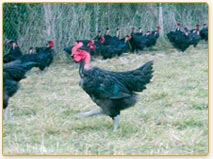 Poulet
