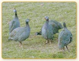 Poulets